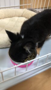 ドッグフードについて・ごはんはどうするか