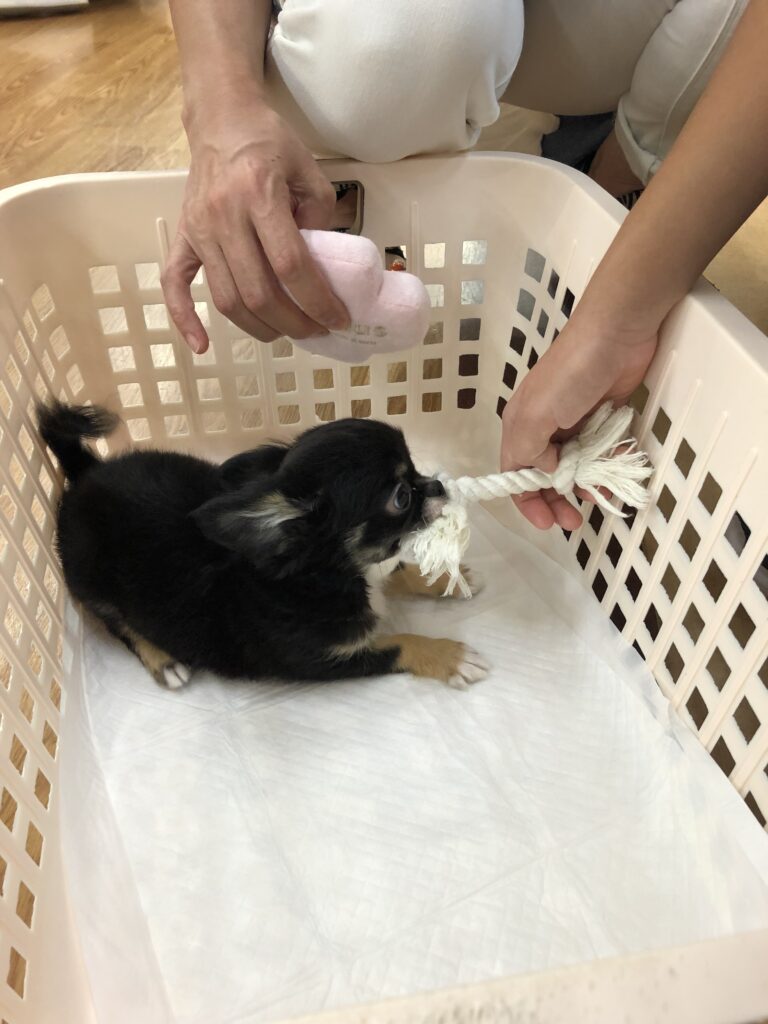 初めて会った頃のあんず。おもちゃが大好き。