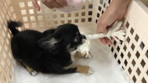 子犬がおもちゃで遊んでいる